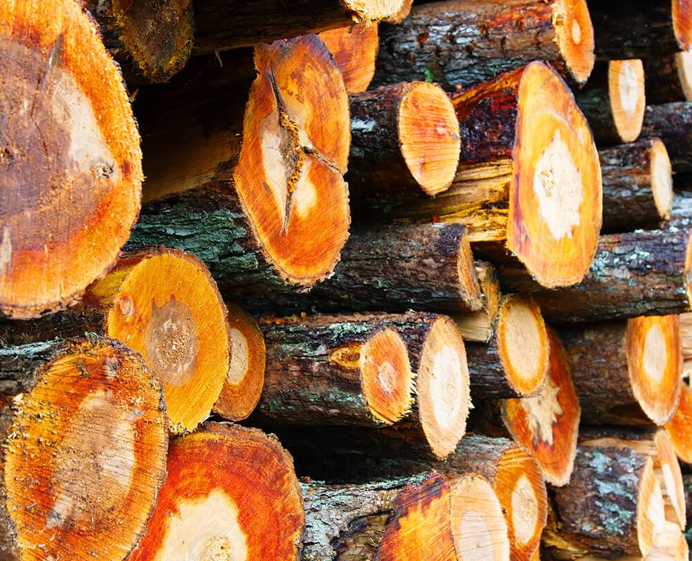 Holzhandel-EcoForst-Rundholz-Weichlaubholz-Erle