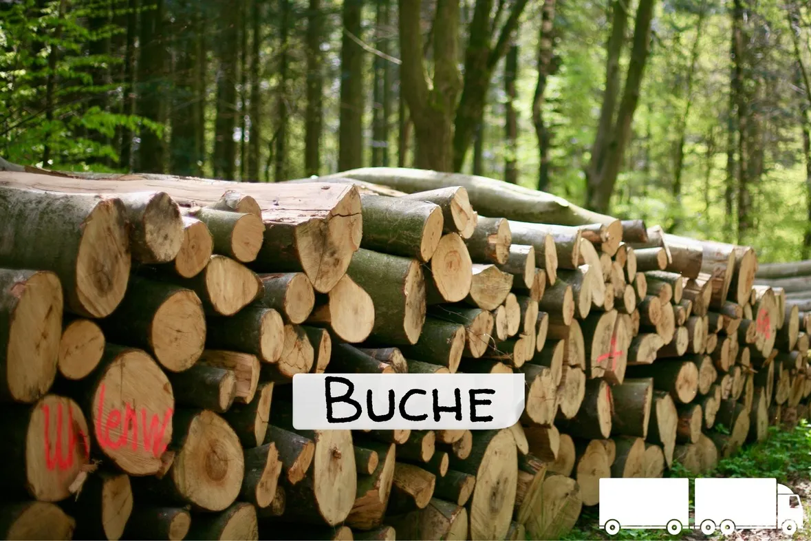 Stammholz2BBuche2BLKW