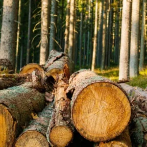 Lärchen-Sägeholz PEFC – 20 RM